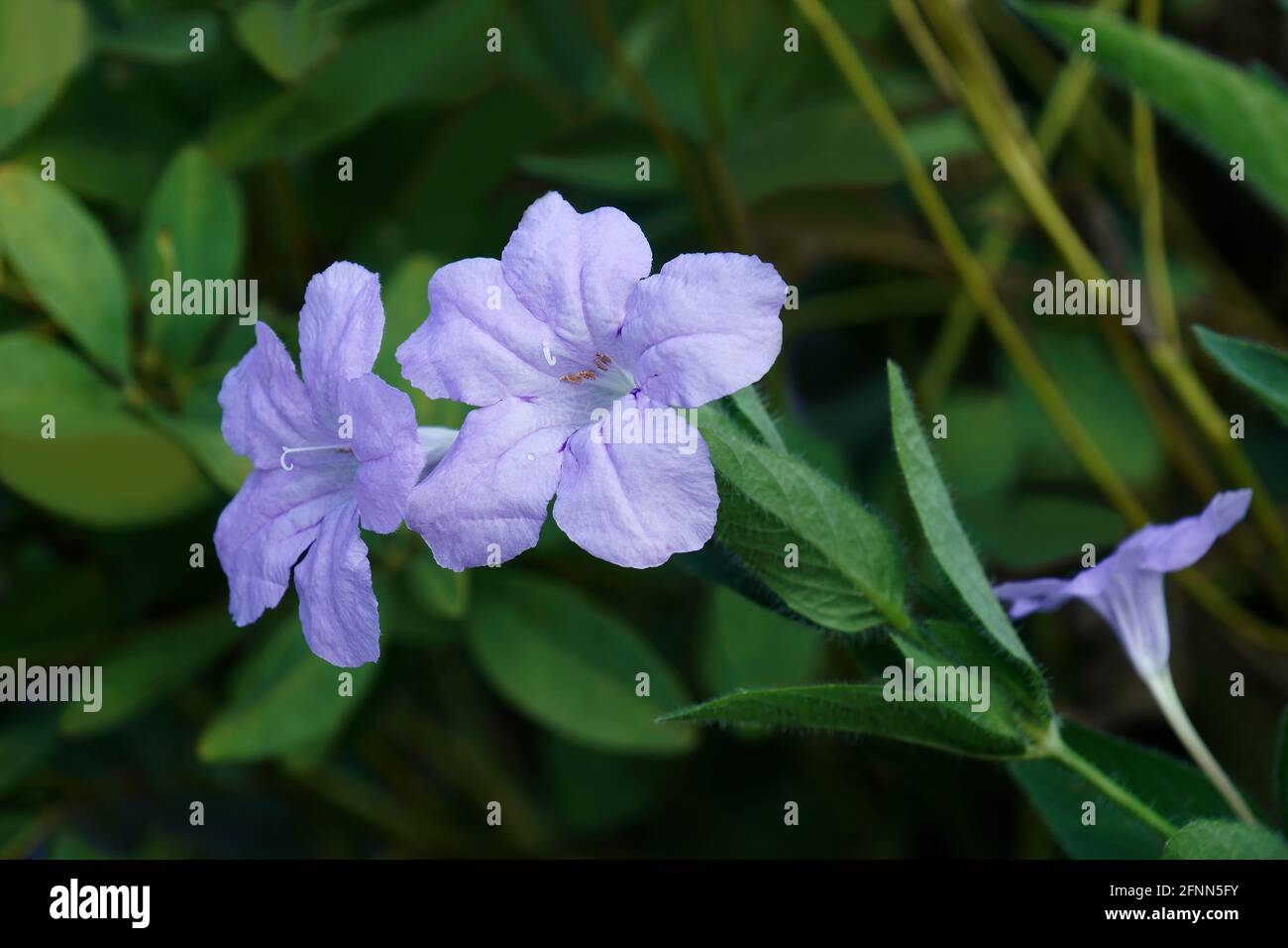 Britton's wild petunia (Ruellia simplex). Called Mexican petunia and Mexican bluebell also. Another scientific name is Ruellia brittoniana Stock Photo