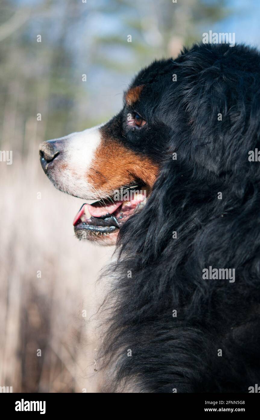 Male Bernese Mountain Dog Portrait Stock Photo