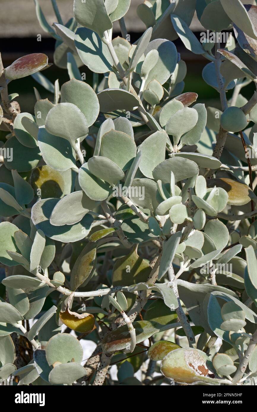 Silver teaspoons (Kalanchoe bracteata). Stock Photo