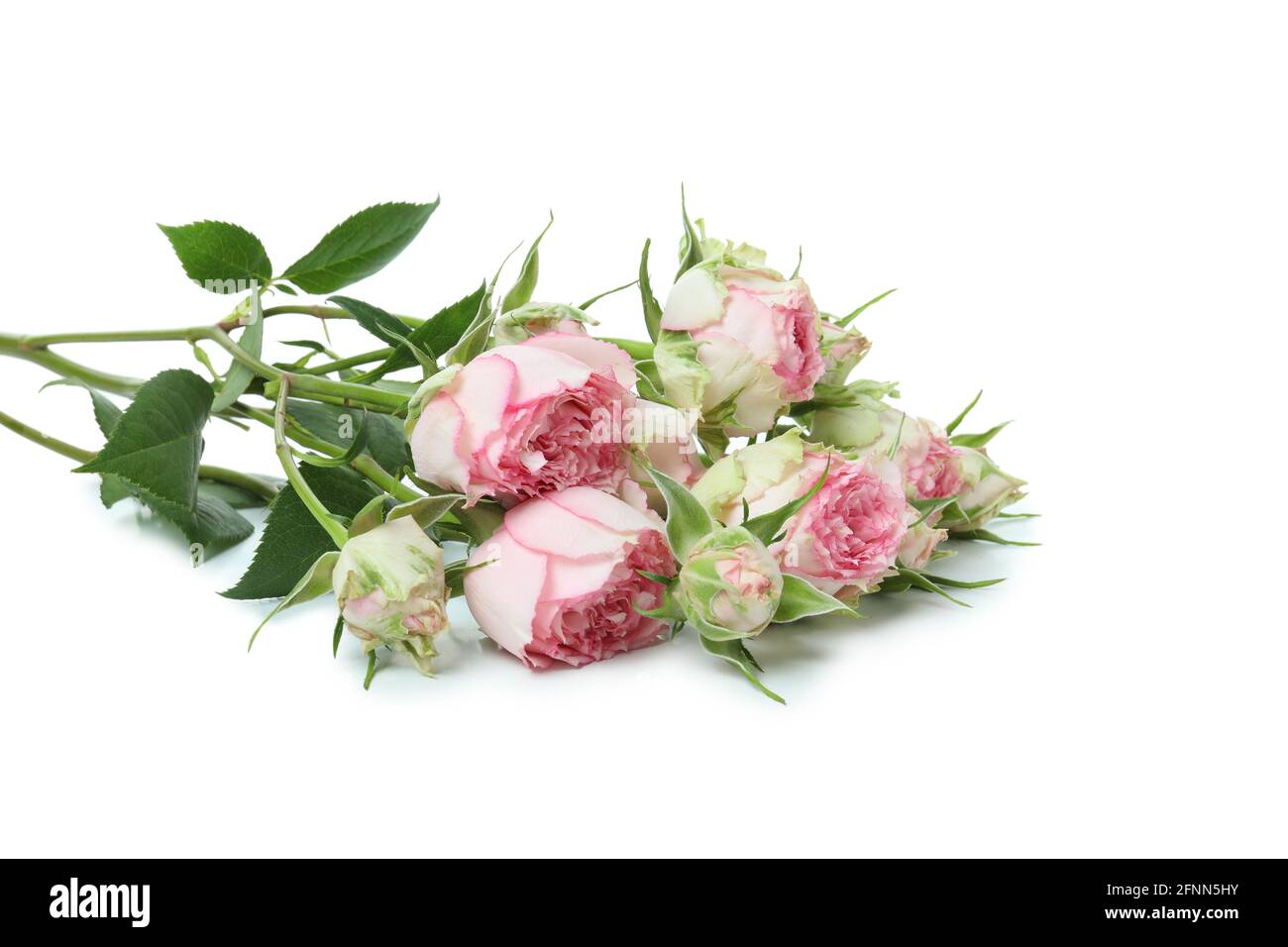 Beautiful roses flowers isolated on white background Stock Photo - Alamy