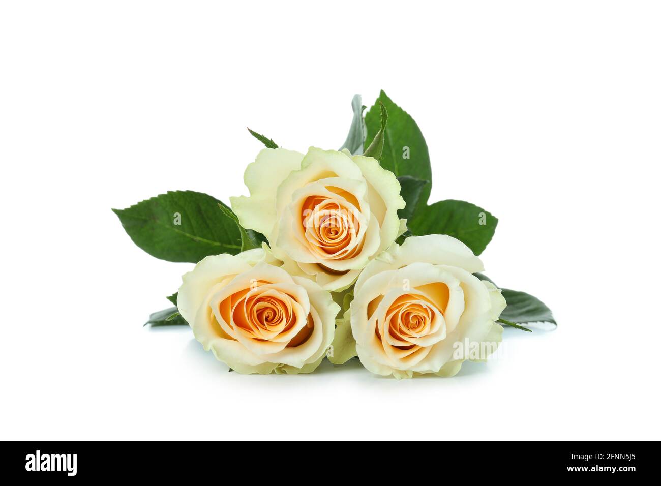 Beautiful roses flowers isolated on white background Stock Photo - Alamy