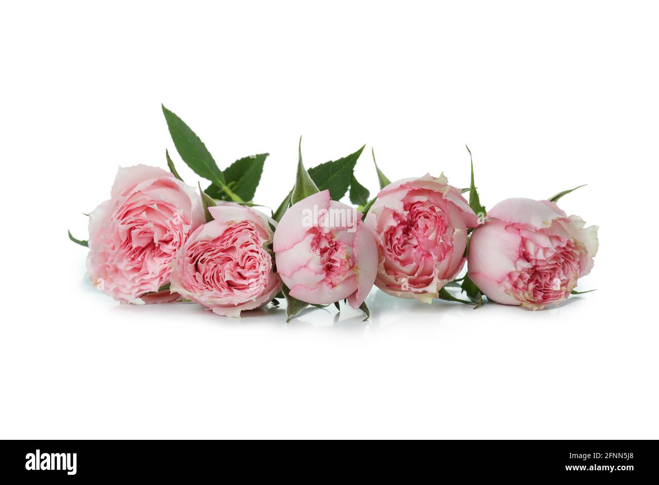 Beautiful roses flowers isolated on white background Stock Photo - Alamy