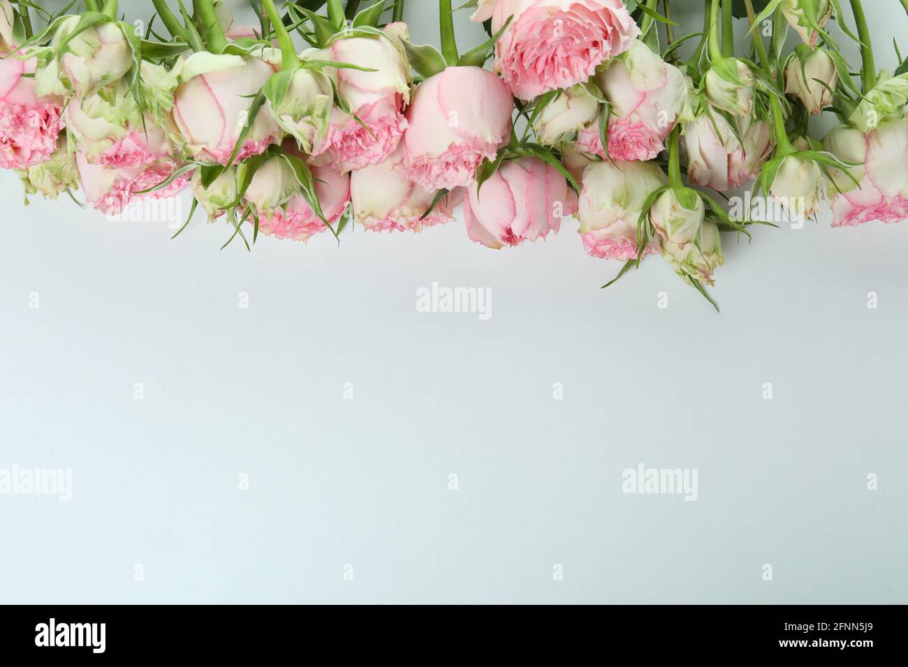 Beautiful roses flowers isolated on white background Stock Photo - Alamy