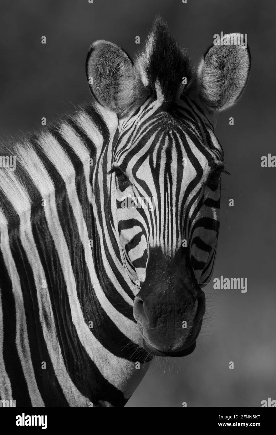 African Zebra in sabannah environment, Kruger National Park, South Africa. Stock Photo