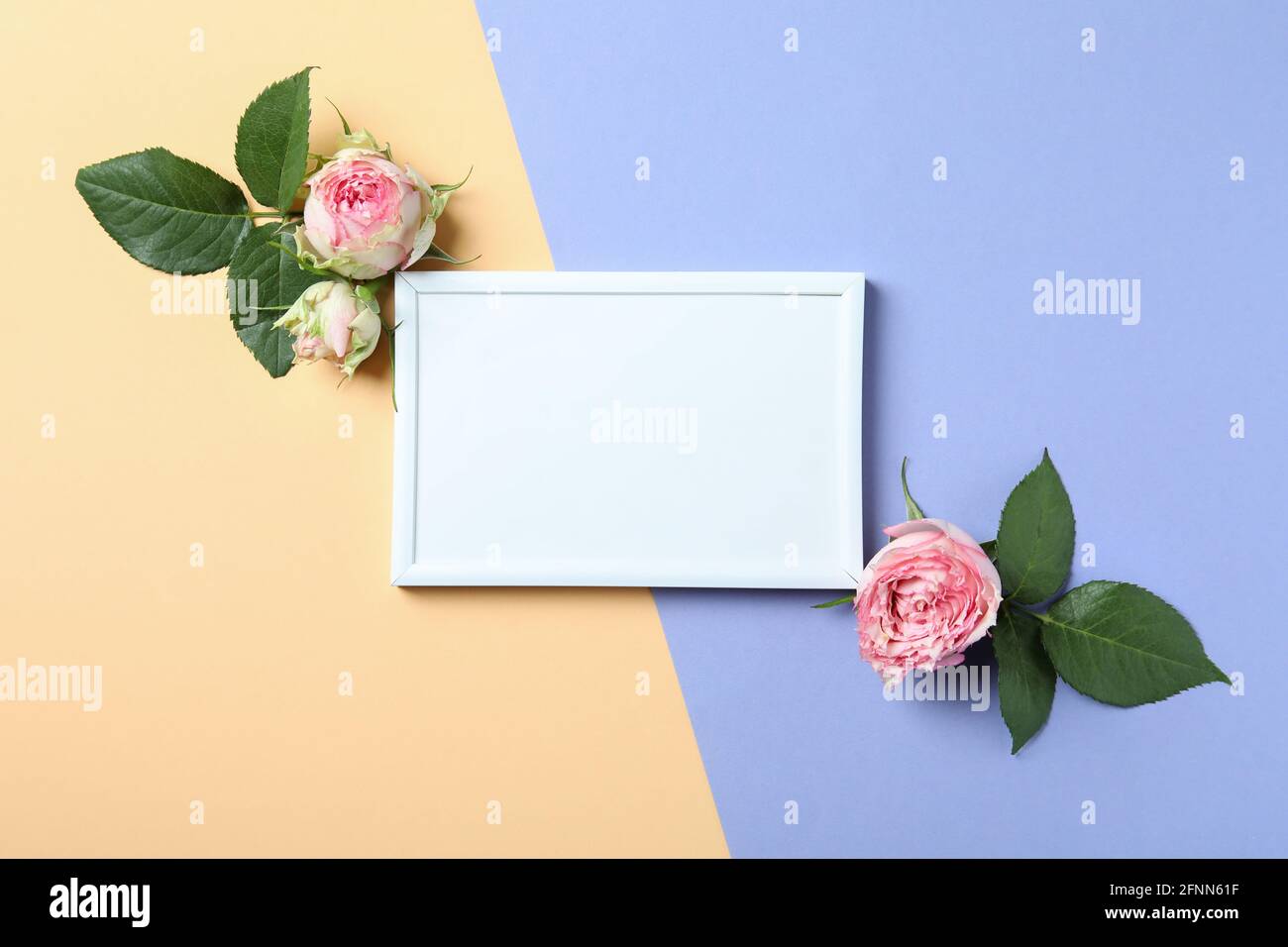 Two Tone Colour Rose High Resolution Stock Photography and Images - Alamy