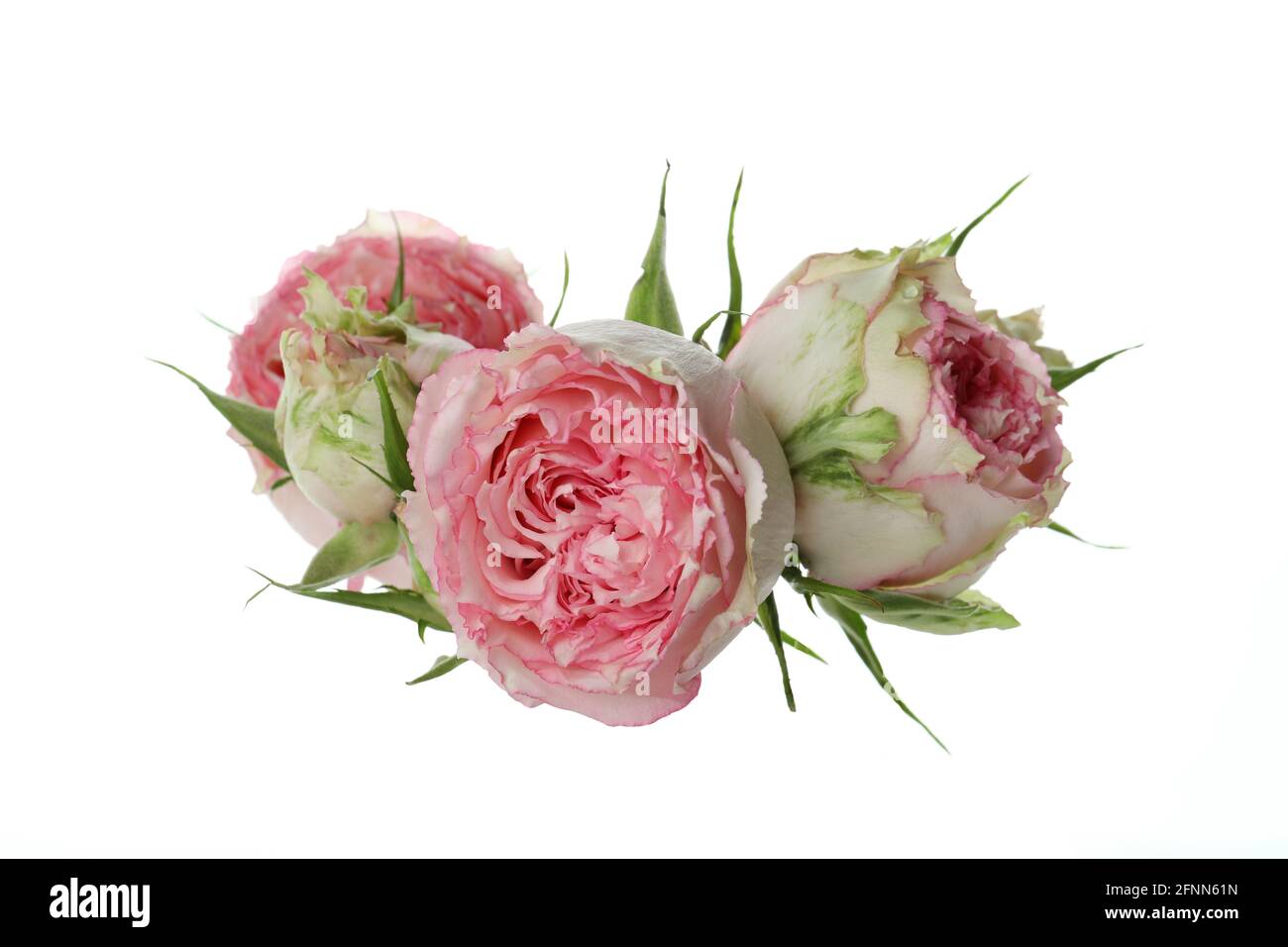 Beautiful roses flowers isolated on white background Stock Photo - Alamy