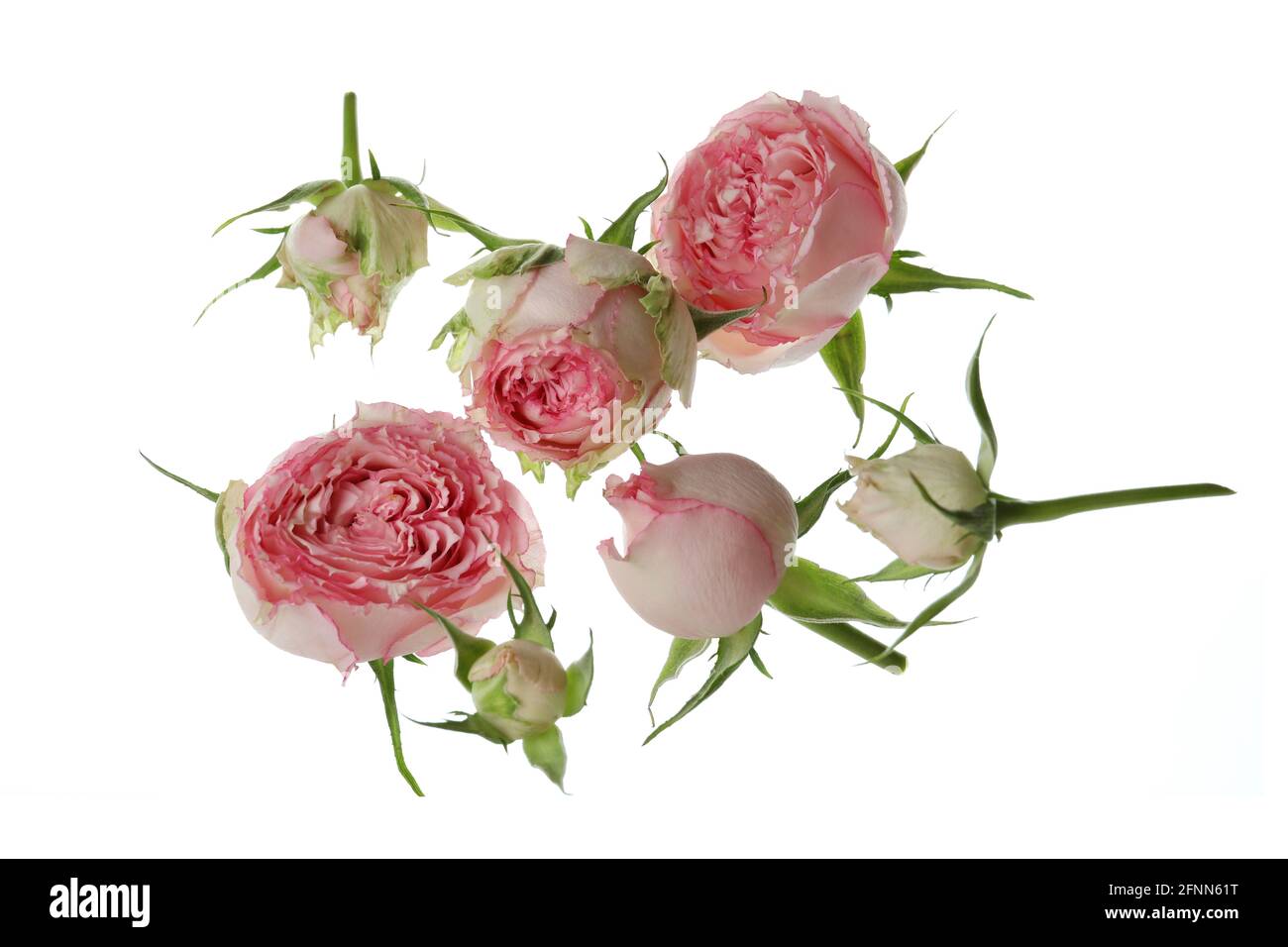 Beautiful roses flowers isolated on white background Stock Photo - Alamy