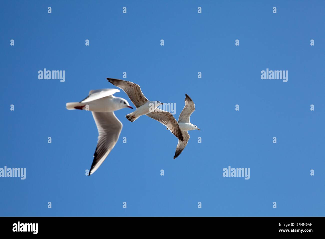 Möwen fliegen über dem Marmarameer in Istanbul, Türkei Stock Photo
