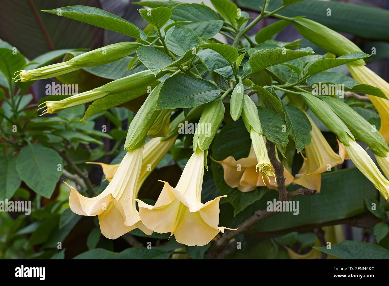 Angels trumpet (Brugmansia arborea). Another botanical name is Brugmansia x candida Stock Photo