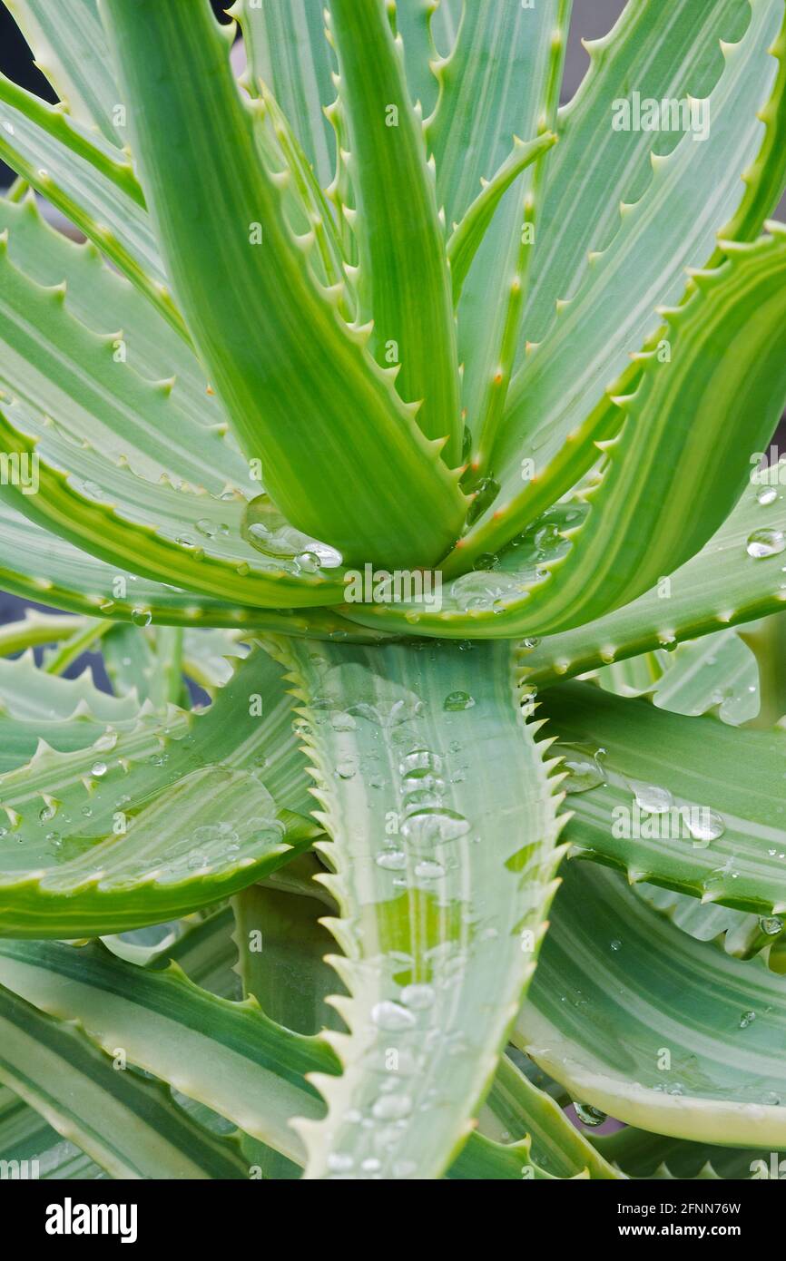 Variegated Candelabra aloe (Aloe arborescens Variegata Stock Photo Alamy