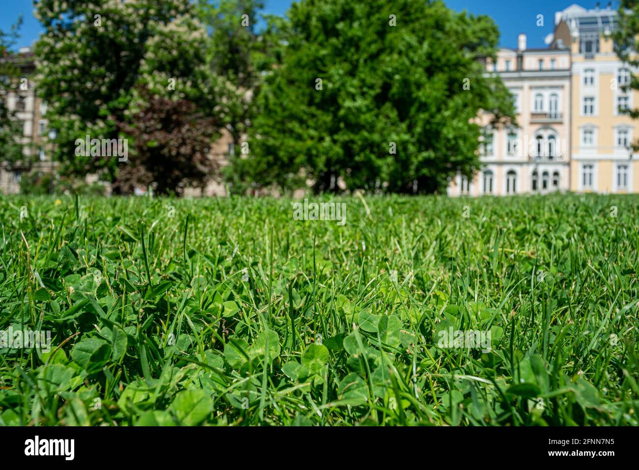 Grass Green Clovers Park Urban Europe Bulgaria Sunny Day Stock Photo