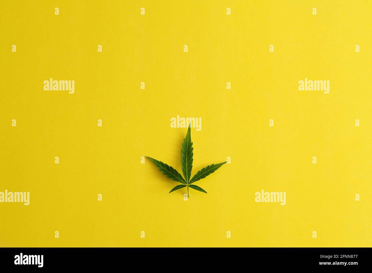 Marijuana leaf. Fresh cannabis plant on yellow background. Hemp recreation, medical usage. Weed legalization. Stock Photo