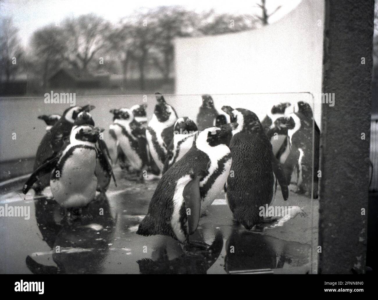 1955, historical, a small group of Penguins splashing through water, London Zoo, picture taken through perspective screen. Social birds, they fed, breed and nest in groups. Opened to the public in 1847 to aid funding, the zoo had originally opened in 1828 as a place purely for scientific study by the Zoological Society of London (ZSL), a charity committed to the conservation of animals and their habitats. Stock Photo