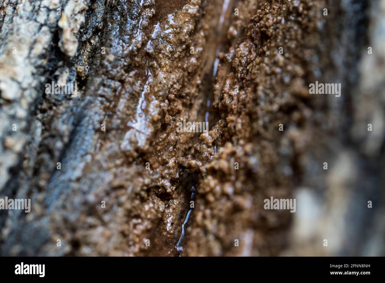 Slime flux infection wetwood bacterial disease on trees. Fungal infection of living trees. Stock Photo
