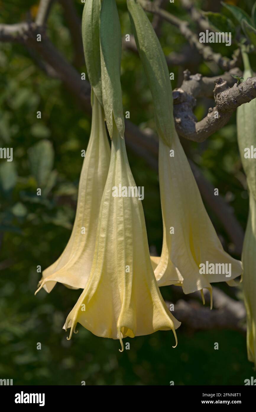 Angels trumpet (Brugmansia arborea). Another botanical name is Brugmansia x candida Stock Photo
