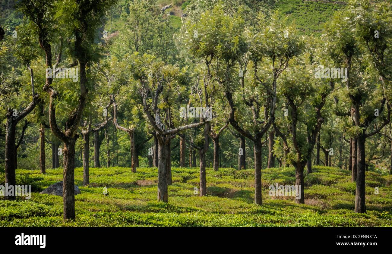 Tea garden with rubber tree image is showing the tea production and lush greenery of south india Stock Photo