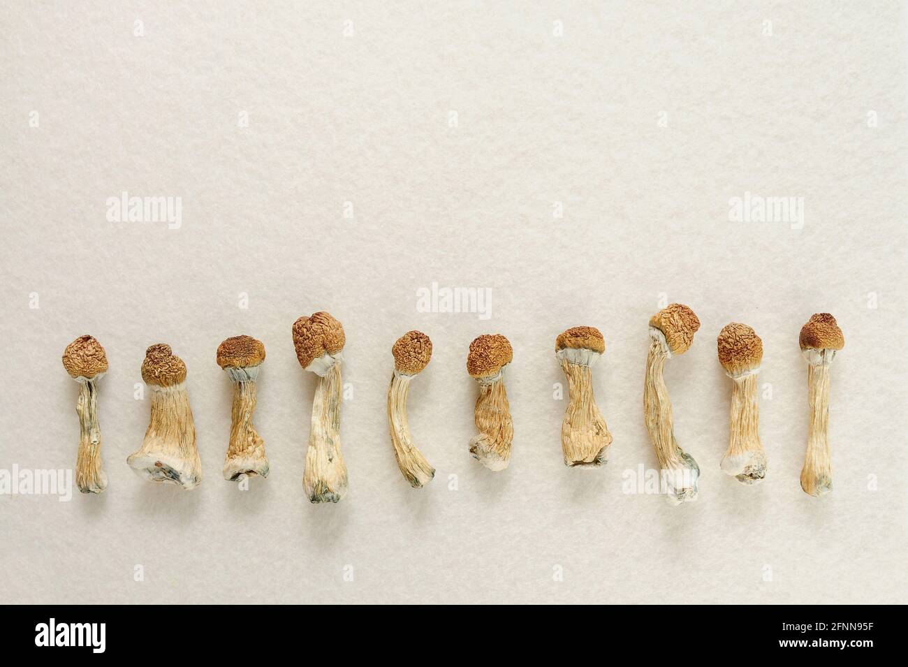 Dried psilocybin mushrooms on white background in row. Psychedelic Psilocybe Cubensis, magic trip. Medical use. Micro-dosing concept. Stock Photo