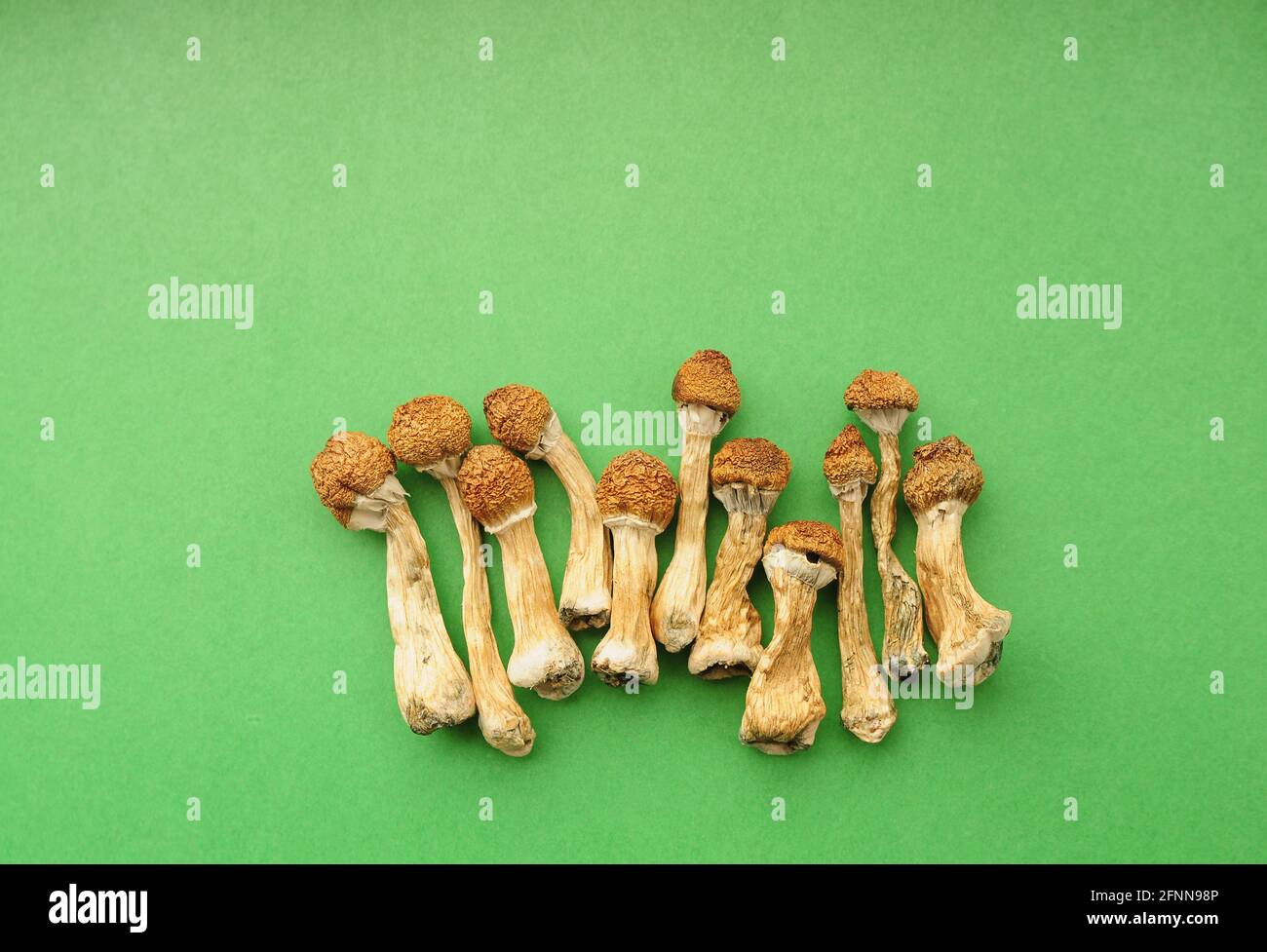 Dry psilocybin mushrooms on green background. Psychedelic magic mushroom Golden Teacher. Medical usage. Micro-dosing concept. Stock Photo