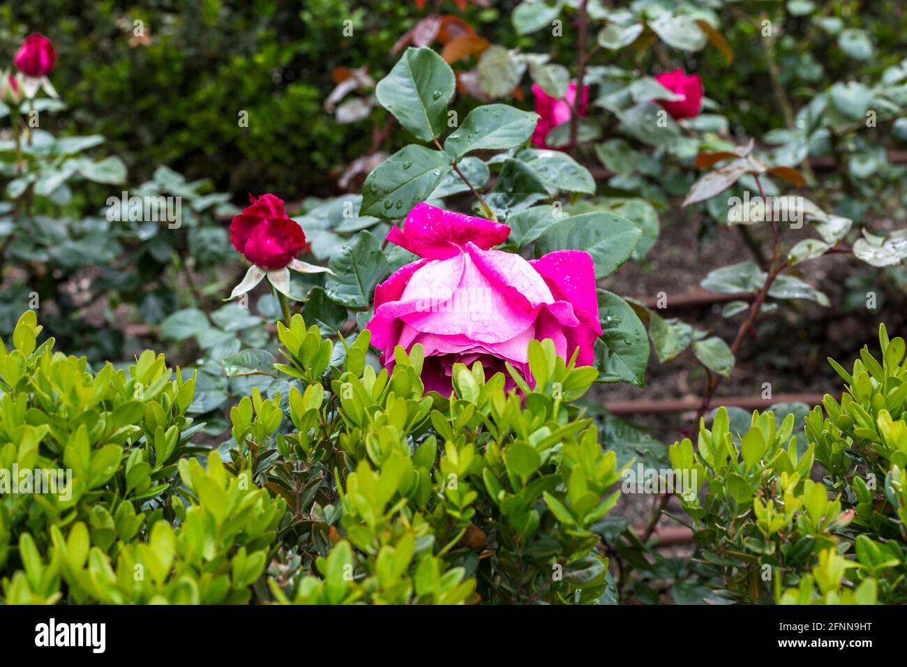 beautiful rose bush flowering in the garden with red rose Stock Photo ...