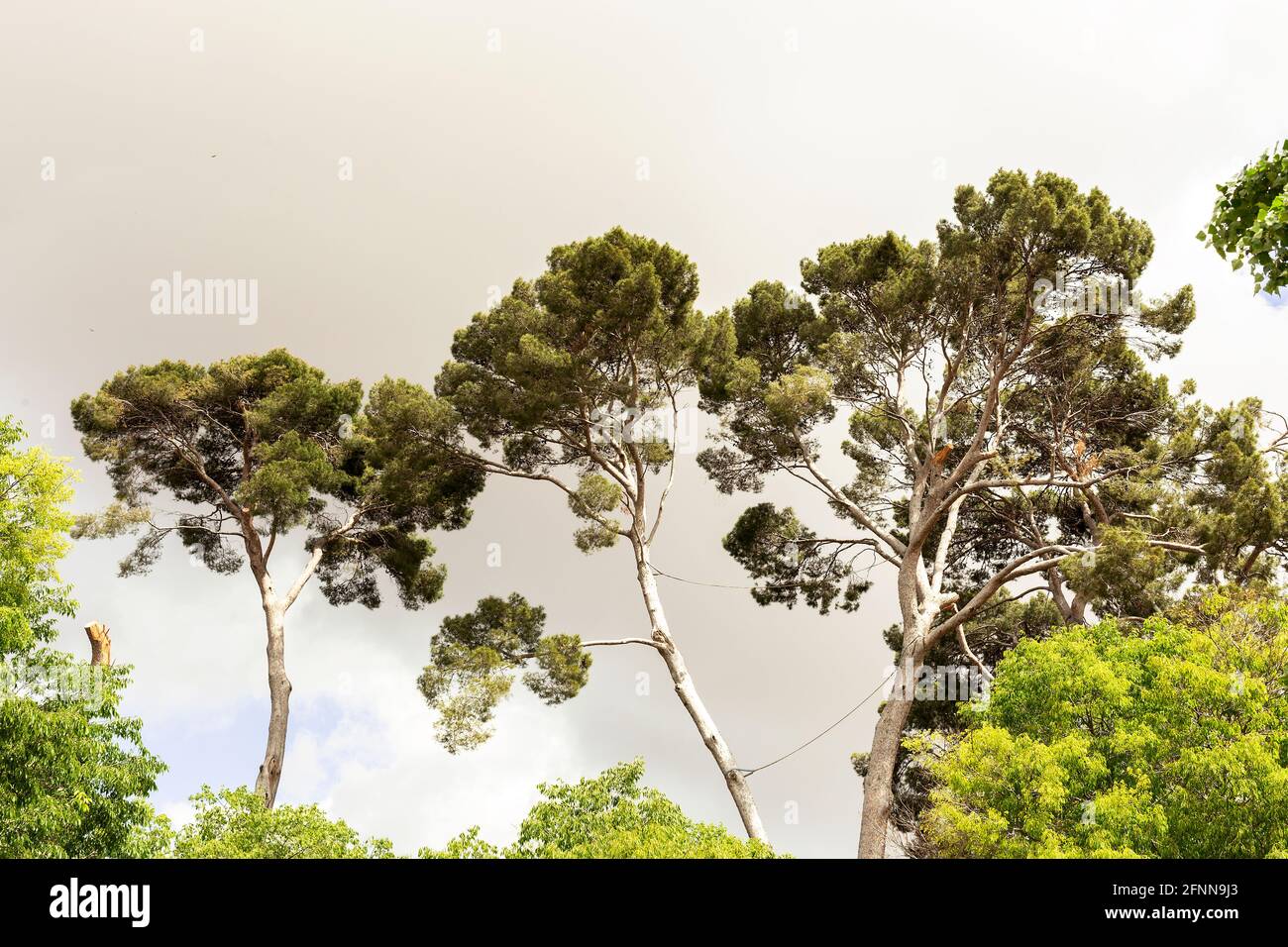 landscape of pine tree tops on clouded sky Stock Photo