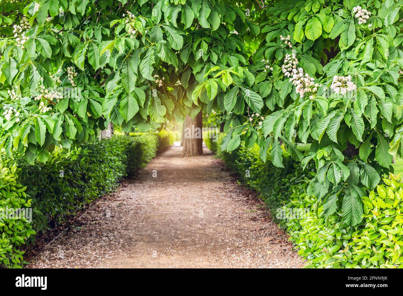 dirt road surrounded by vegetation and overgrown with trees Stock Photo ...