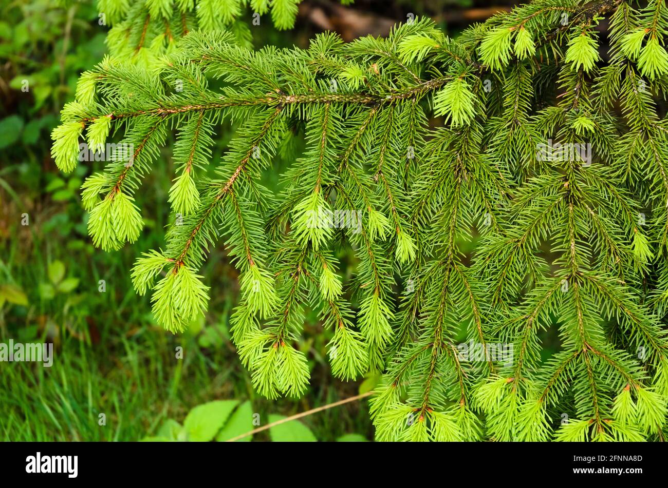 New green spruce needles, Picea, on a tree during springtime Stock Photo