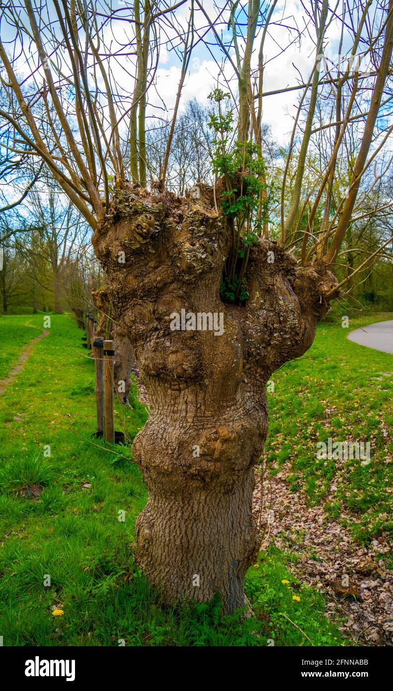 Close up of pollarded European ash (Fraxinus excelsior) Stock Photo