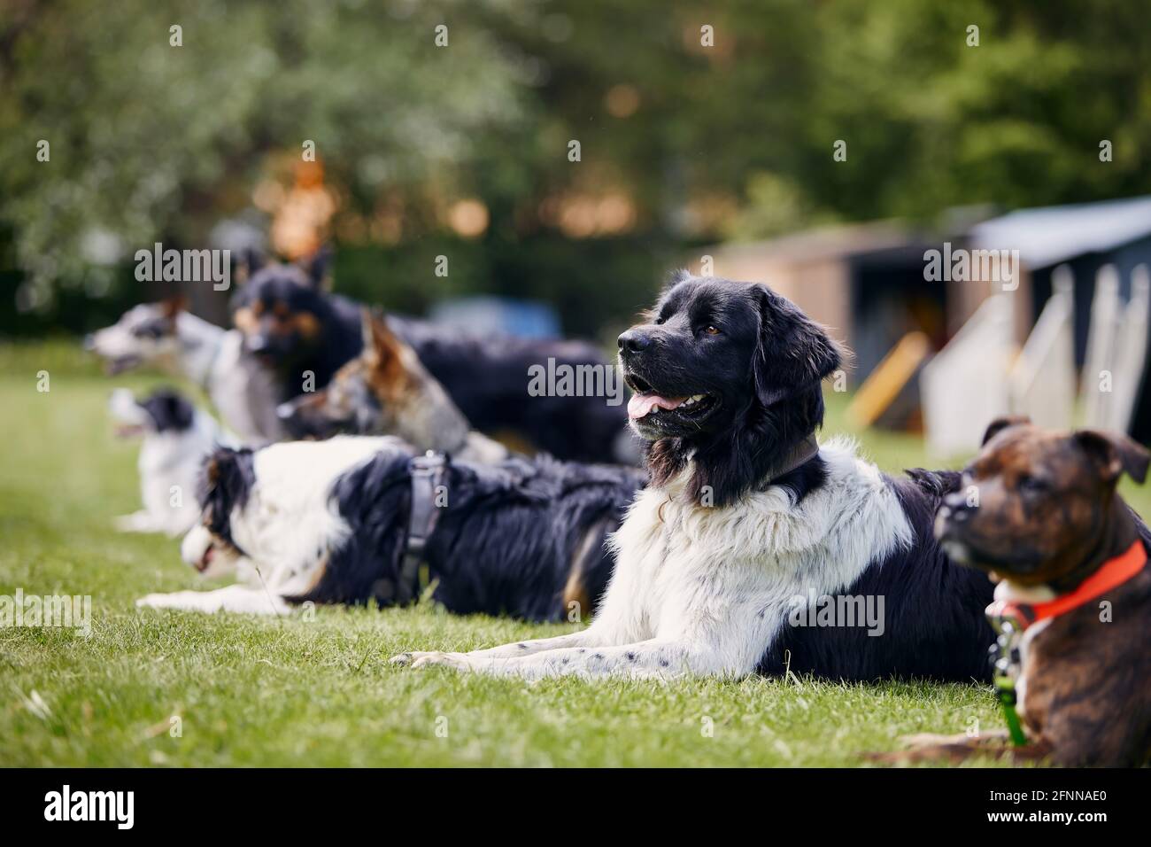 Group of dogs during training. Pets learning waiting in a row on meadow. Selective focus on Czech mountain dog. Stock Photo