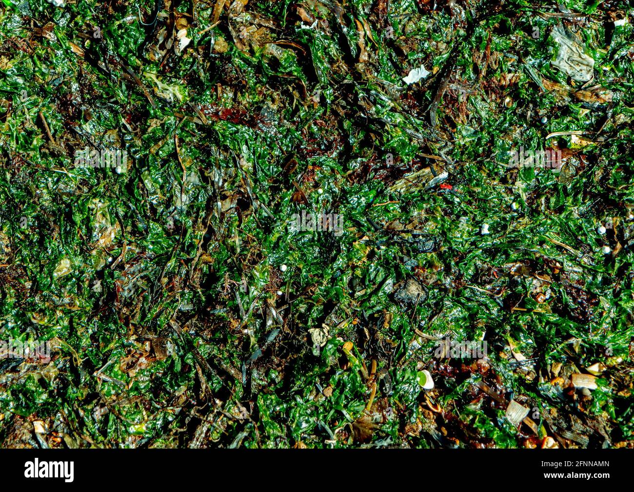 Background of green fresh seaweed washed up on the seashore Stock Photo