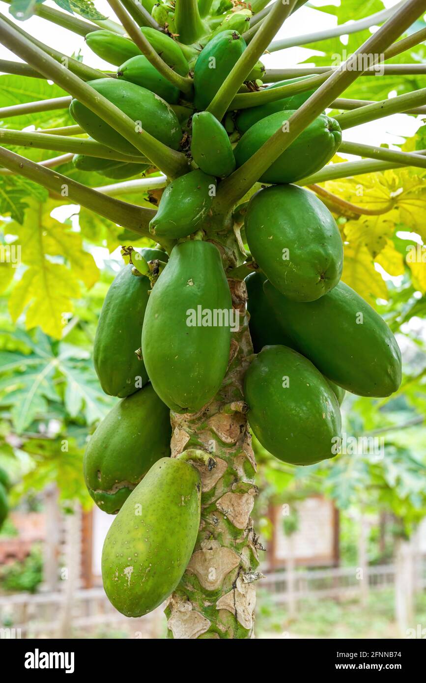 Close-up of unripe green papaya on papaya tree Stock Photo - Alamy
