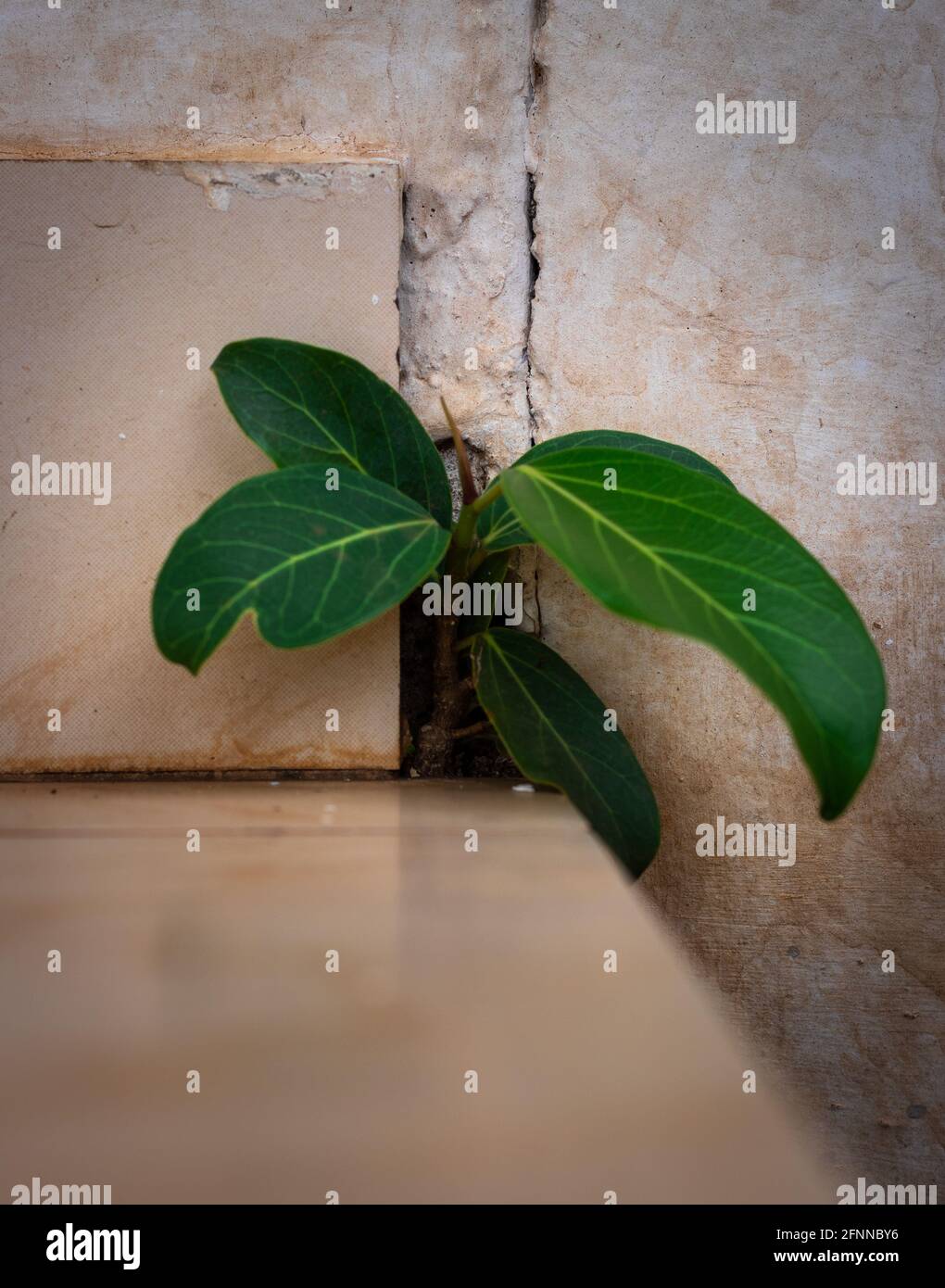 banyan tree growing in concrete wall holes nature act of growing Stock Photo