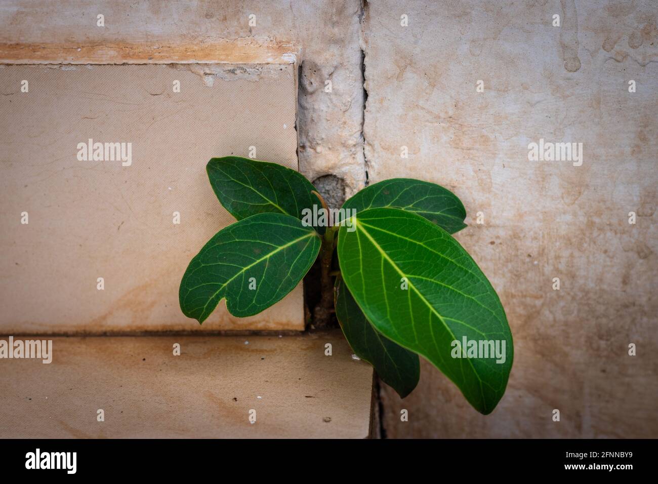 banyan tree growing in concrete wall holes showing the act of nature Stock Photo
