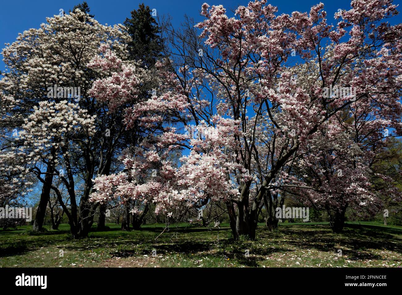Magnolia collection Saucer Magnolia Trees. Royal Botanical Gardens