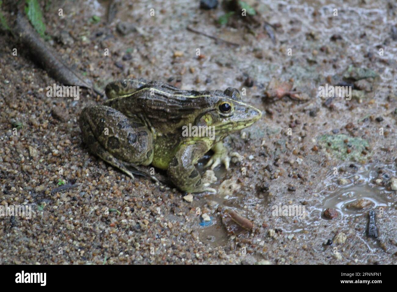 Closeup shot of a Marsh frog on the wet forest ground Stock Photo