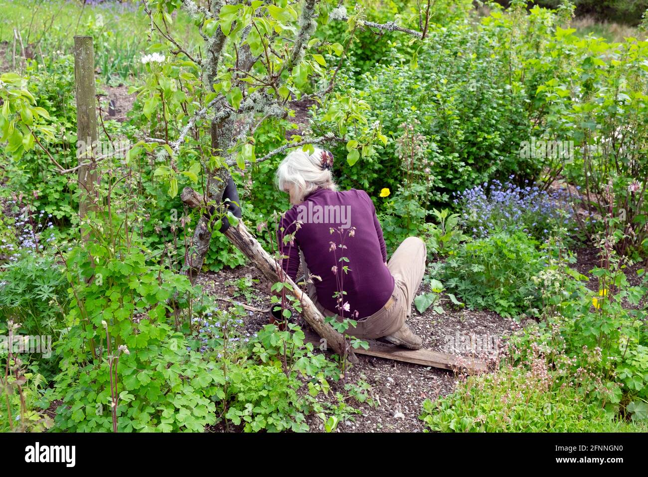 Older senior woman seventies wearing purple top crouching weeding gardening in fruit vegetable veg May 2021 garden Wales UK Great Britain KATHY DEWITT Stock Photo