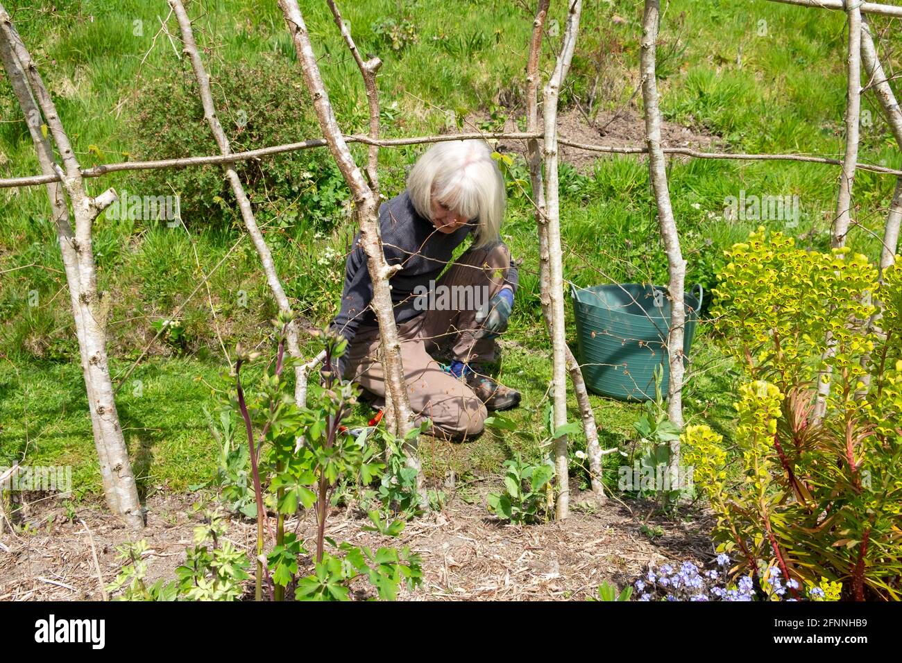 Older woman trimming edges by stick poles with sweet peas growing gardening in country garden Wales UK Great Britain KATHY DEWITT Stock Photo
