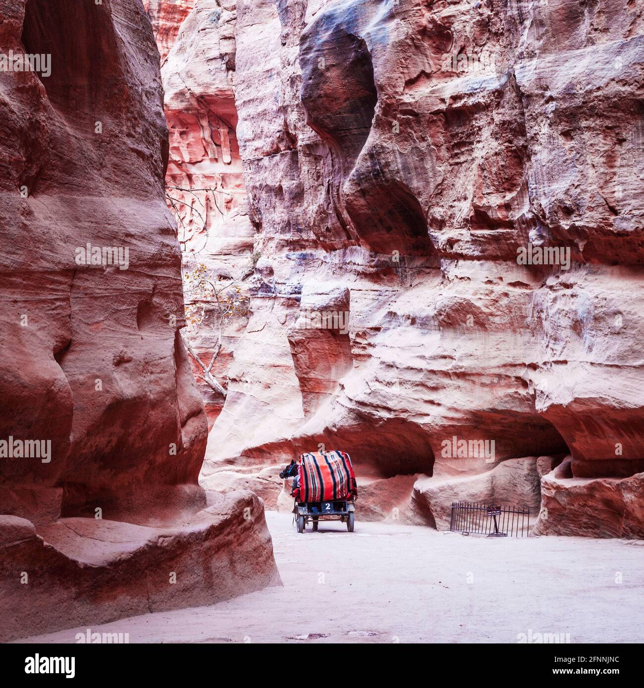 A tourist horse and cart driving through the canyon known as Al Siq at the entrance to the Pink City of Petra in Jordan. Stock Photo