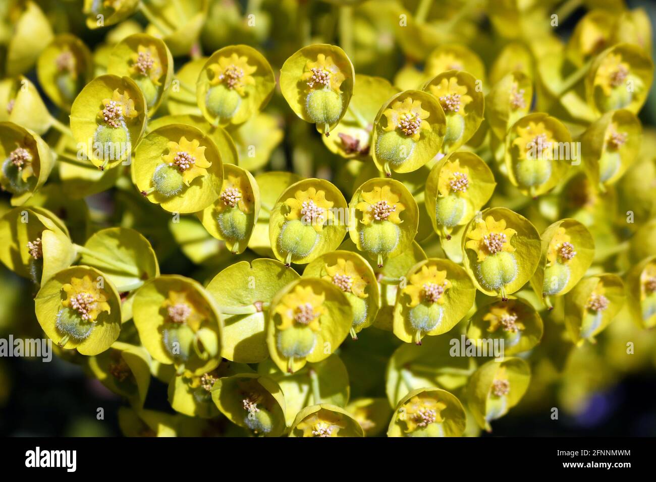 Close up of Flowers of the Yellow Spurge Euphorbia wulfenii Stock Photo