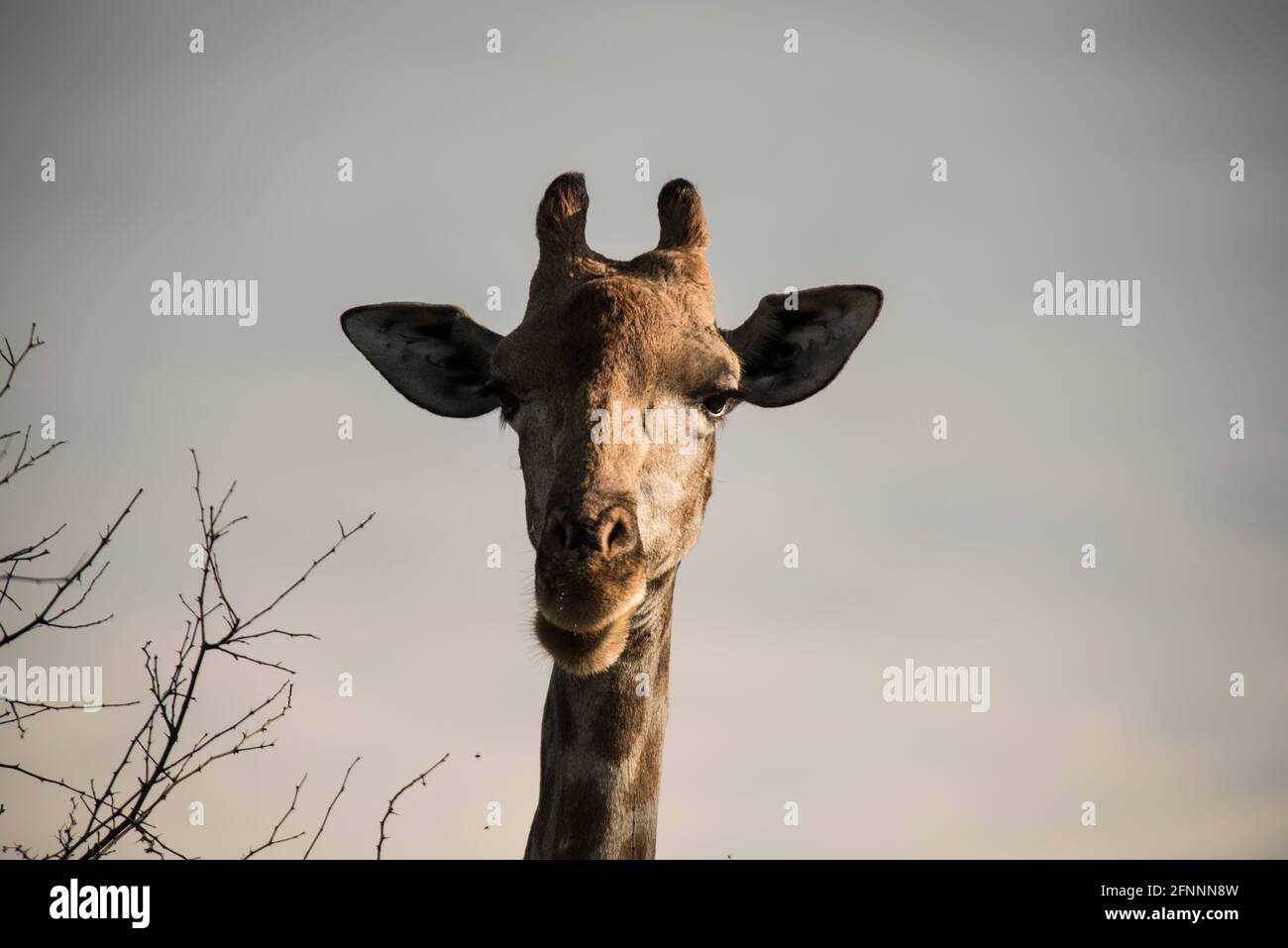 Head of female giraffe (Giraffe camelopardalis) facing camera in late afternoon light. Dinnokeng Big 5 Game Reserve, Gauteng, South Africa. Stock Photo