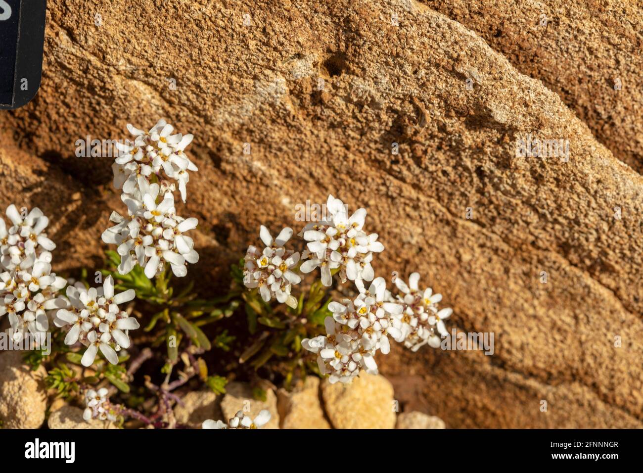 Iberis Saxatilis close up plant portrait in rock garden setting Stock Photo