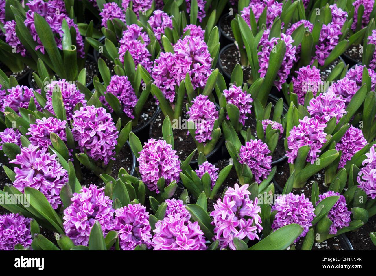 Purple hyacinth flowers at the Bellagio Conservatory and Botanical