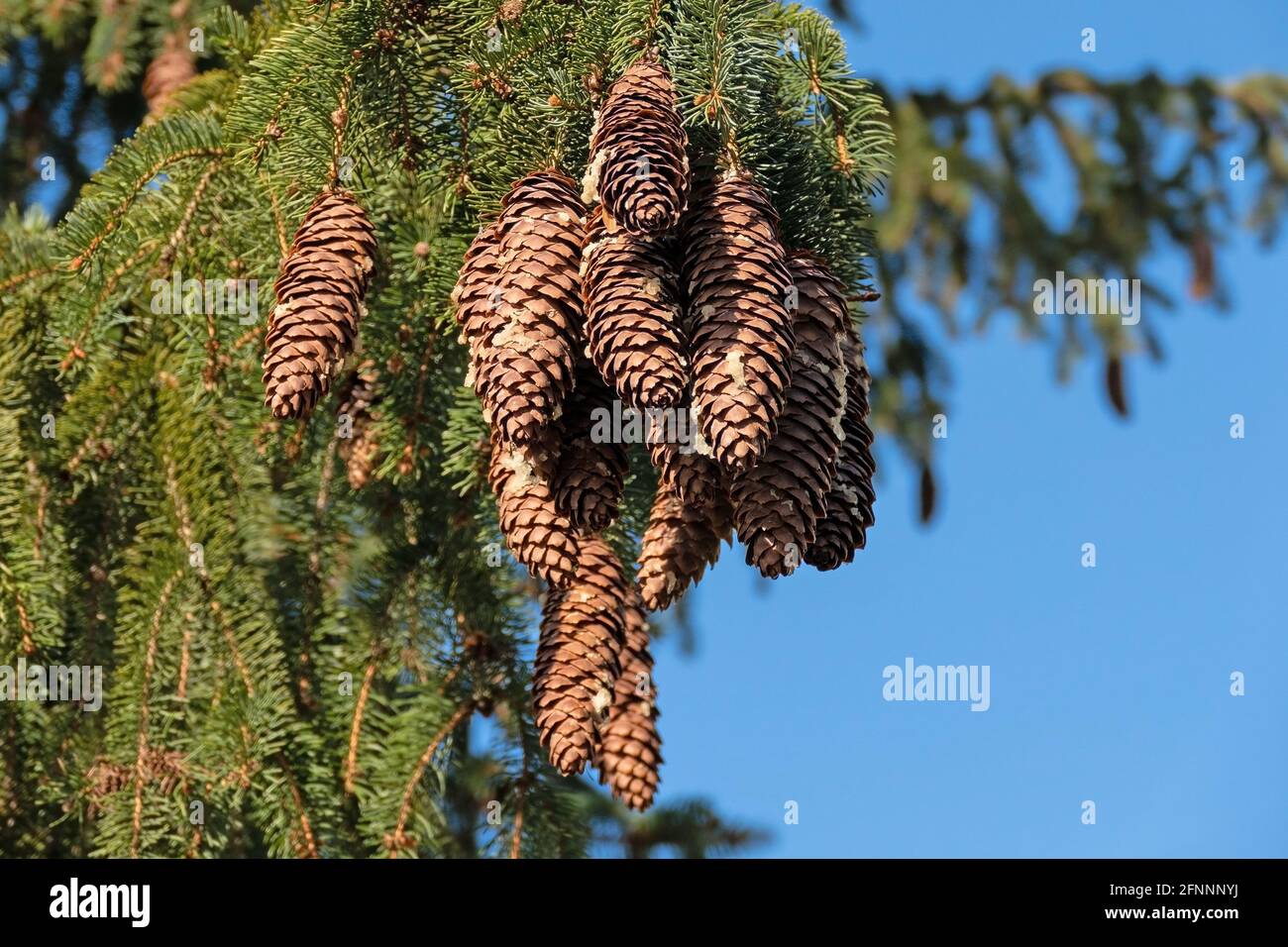 Ripe spruce cones on the tree Stock Photo