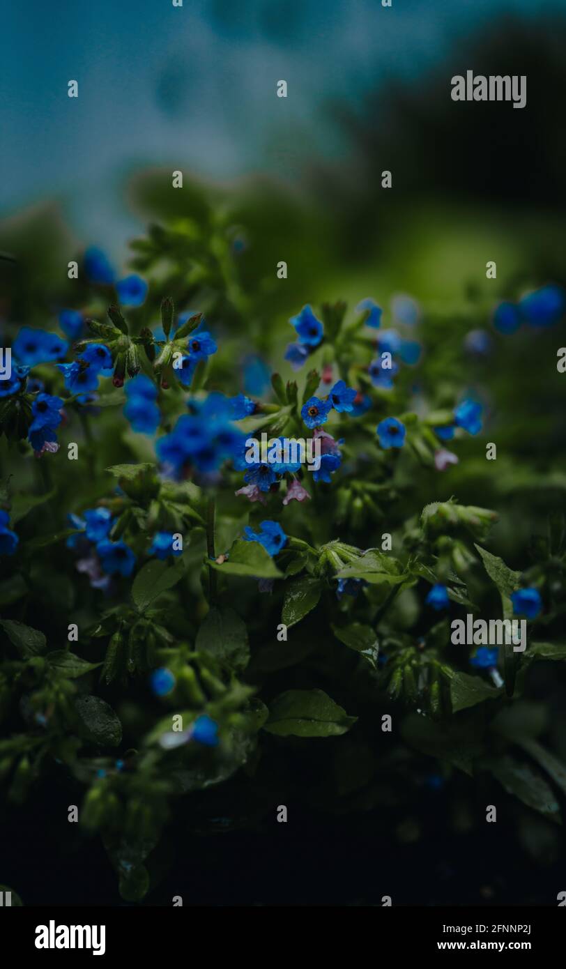 Vertical shot bright blue hi-res stock photography and images - Alamy