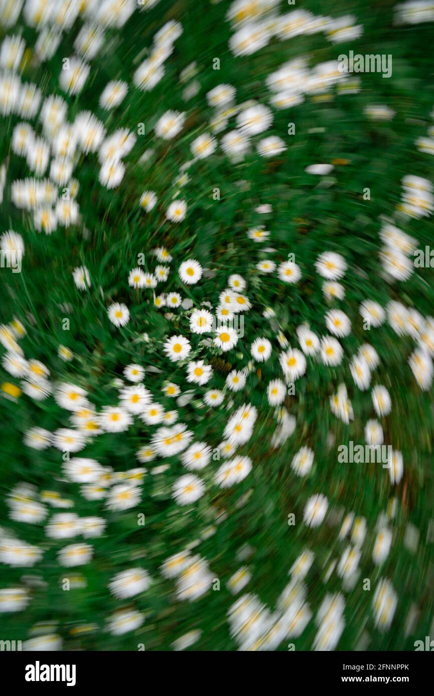 chamomile field from top with a twist zoom effect. Stock Photo