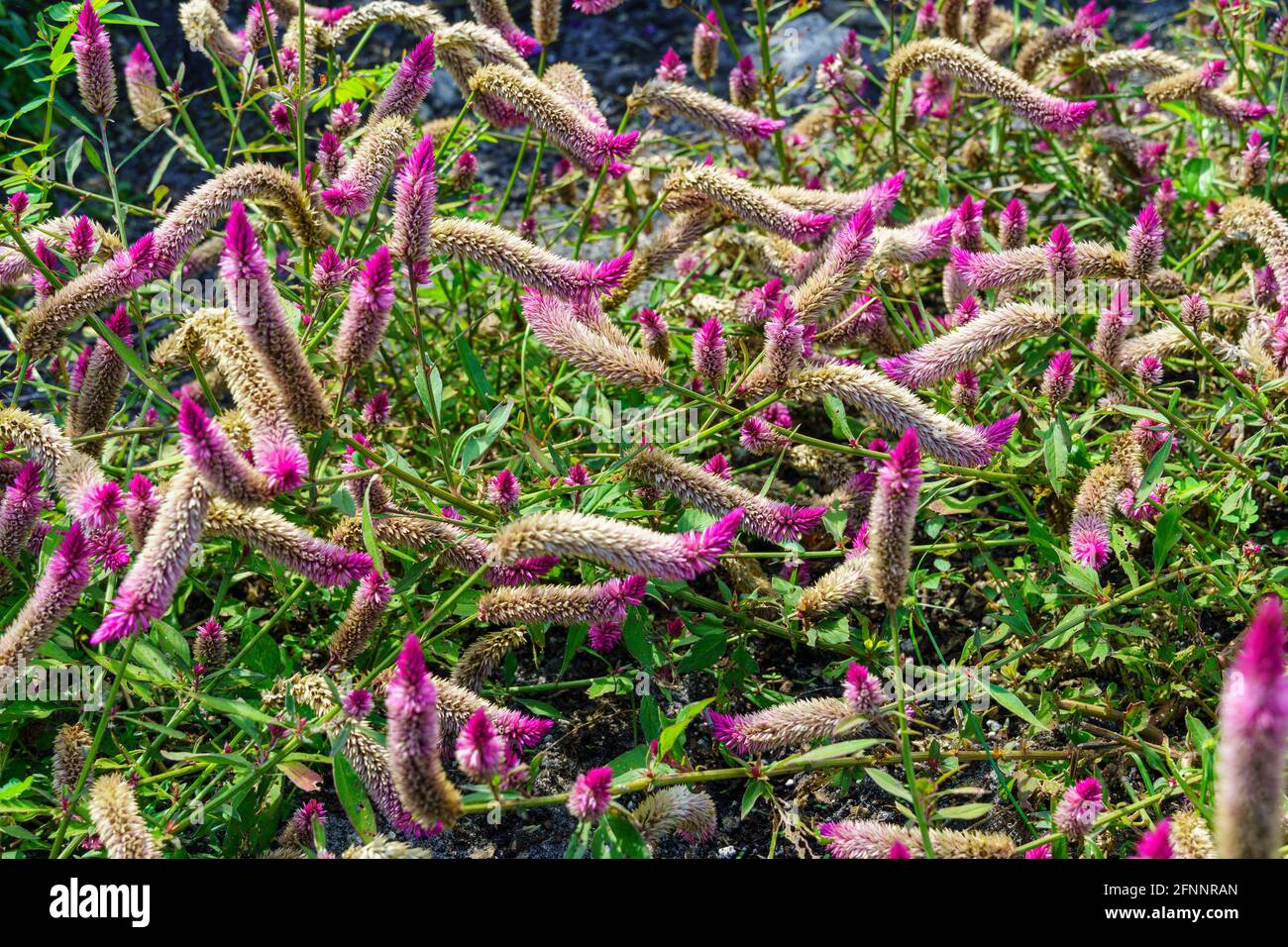 Plumed cockscomb (Celosia Argentea spicata) - Davie, Florida, USA Stock Photo