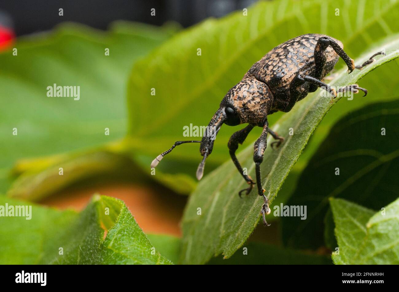 Fig tree weevil (aclees cribratus Gyllenhy). This beetle native to Southeast Asia is infesting the fig trees of central Italy. Stock Photo