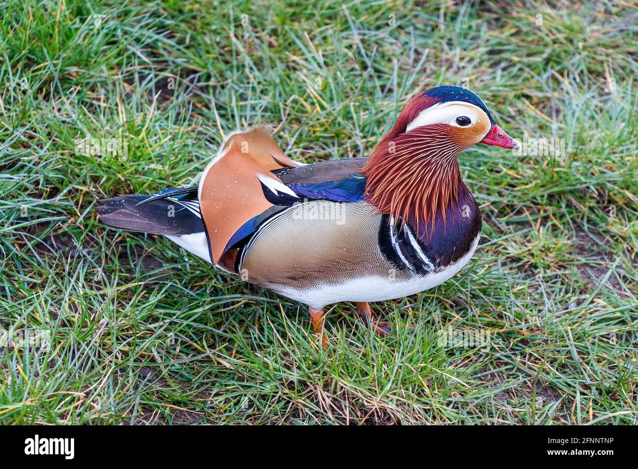 Male mandarin duck (Aix galericulata) on the grass Stock Photo