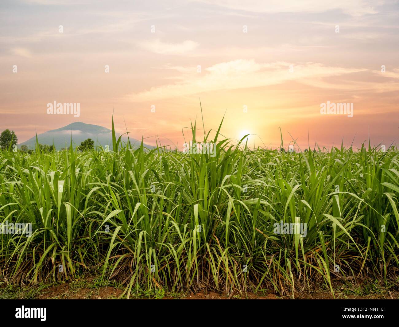 sugar cane field with sunset at mountain Stock Photo Alamy