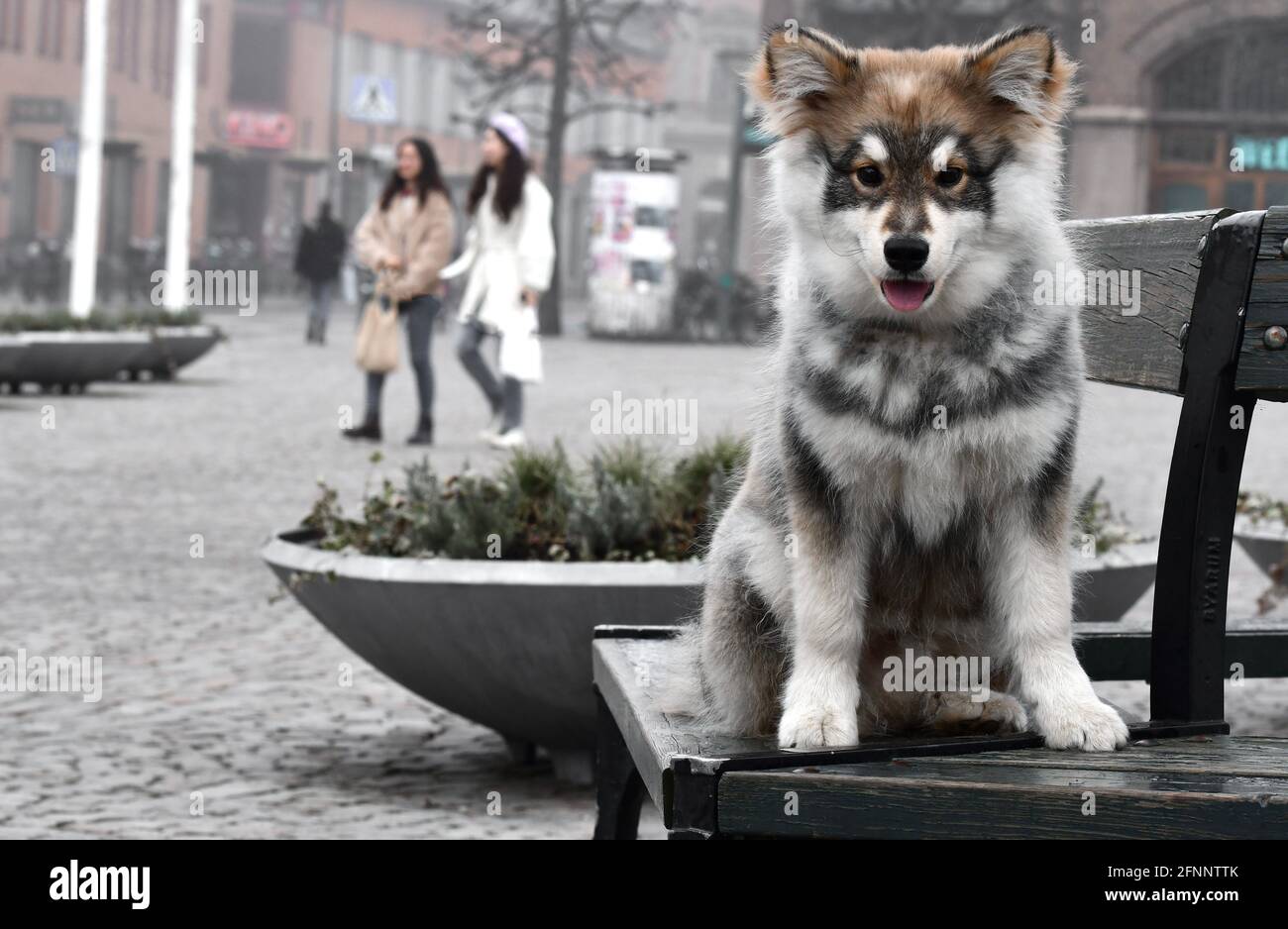Portrait of a young puppy Finnish Lapphund dog in the city Stock Photo ...