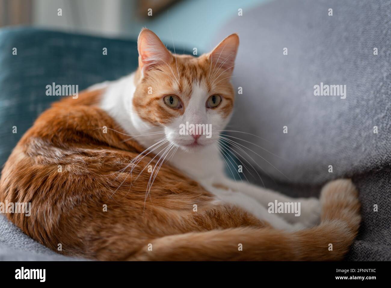 brown and white cat with yellow eyes lying on a sofa, looks at the ...